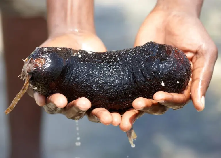 MSC sea cucumber fishery is a world first