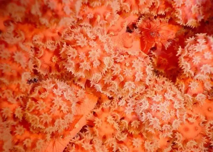 The Common Oceans ABNJ programme aims to protect international waters Credit: FAO