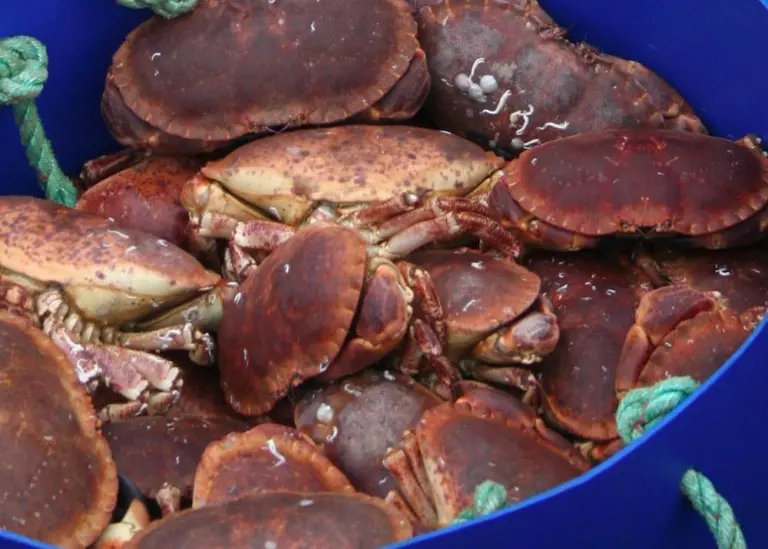 crab