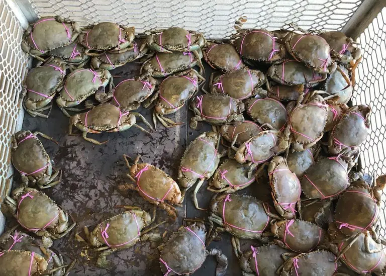 Female mud crabs seized from commercial crabbers at Port Alma Photo: Department of Agriculture and Fisheries