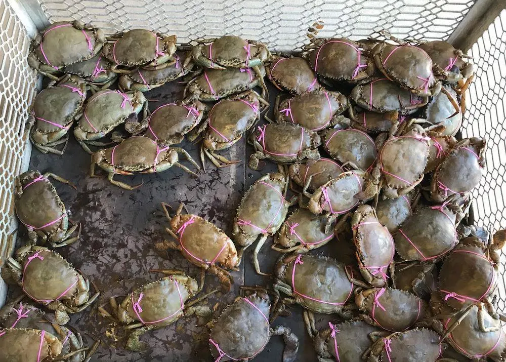 Female mud crabs seized from commercial crabbers at Port Alma Photo: Department of Agriculture and Fisheries