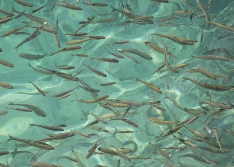 Aller Aqua and TripleNine have conducted a successful trial into functional ingredients in fish feed Photo: Aller Aqua