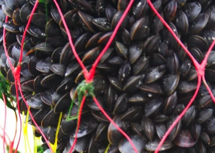 Support for English aquaculture businesses