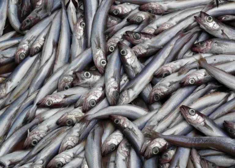 Icelandic fleet gearing up for mackerel