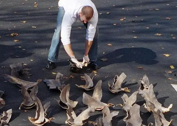 shark fins