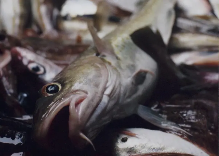 wild-caught fish