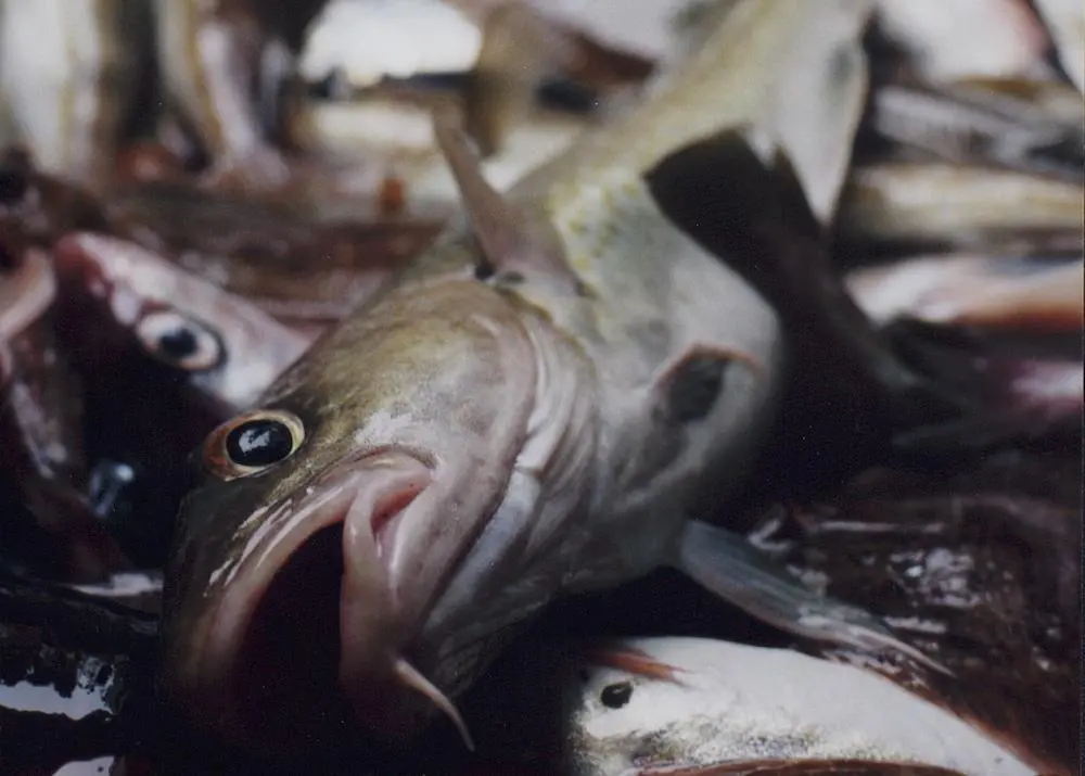 wild-caught fish