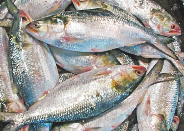 Lockdown stimulates hilsa fishery