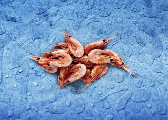 St. Anthony shrimp plant gets approval