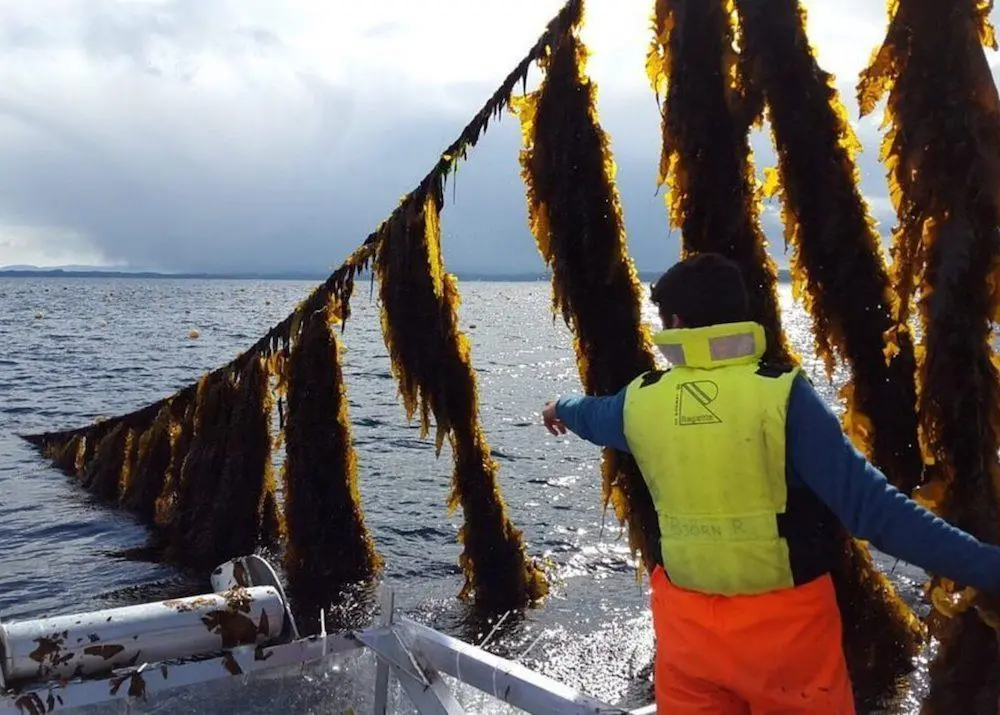 New 500-tonne seaweed farm in Norway