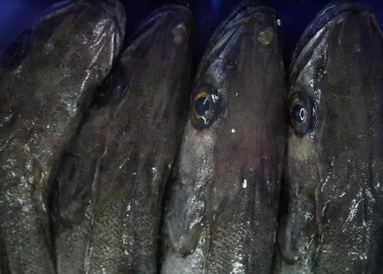 Namibian hake fishery gets MSC blue tick