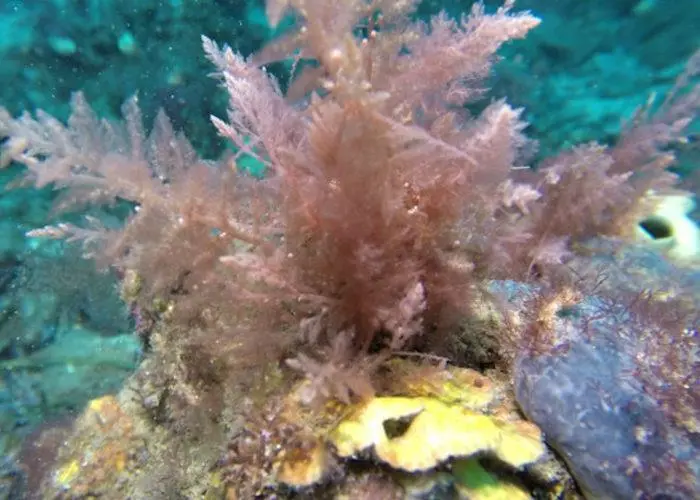 Adding seaweed to cattle feed can cut methane production Photo: CH4