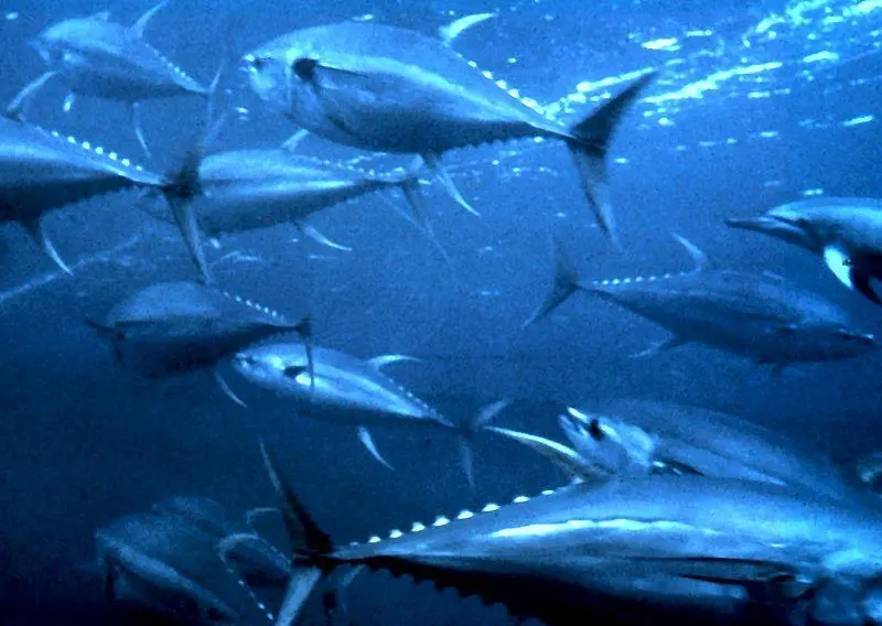 Yellowfin tuna Photo: NOAA
