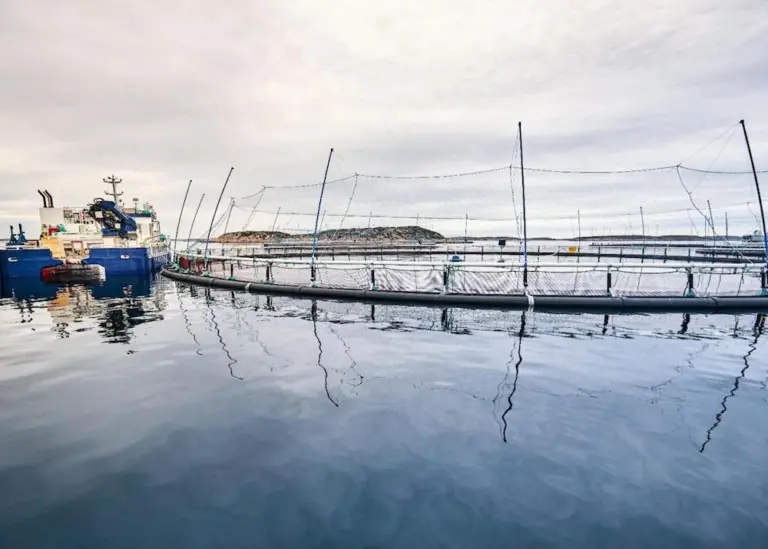 Norcod has established a new location in Meløy Photo: Norcod