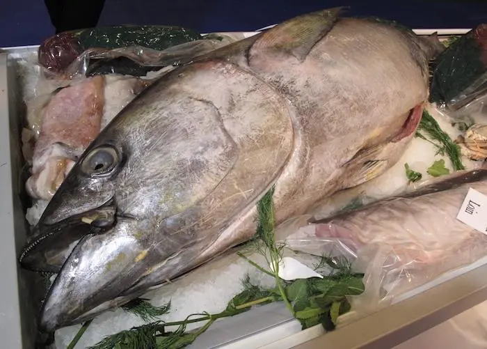 Global tuna catch mainly from healthy stocks