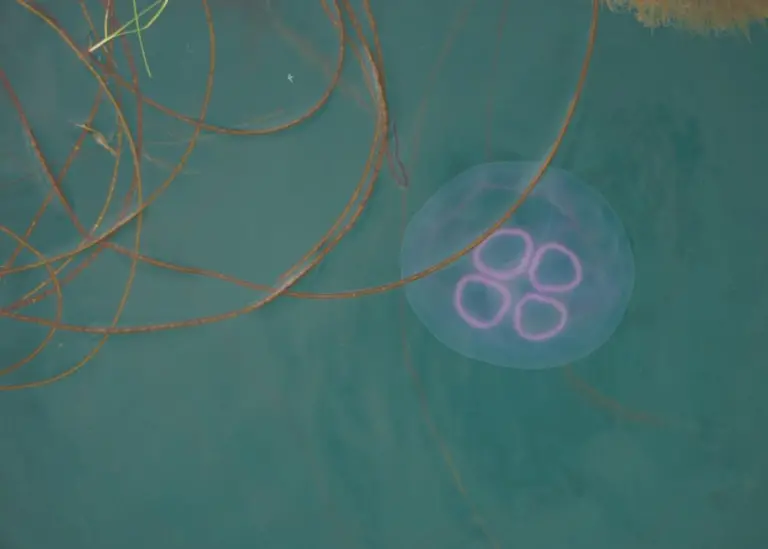 SSF is using a new aeration system to rid pens of harmful plankton Photo: Scottish Sea Farms