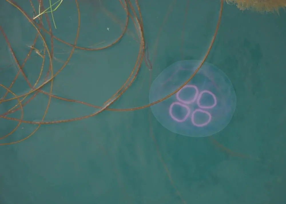 SSF is using a new aeration system to rid pens of harmful plankton Photo: Scottish Sea Farms