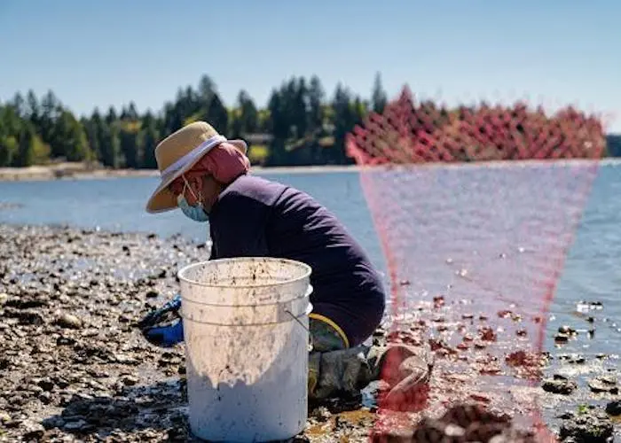 Farm manager Aisha Prohim harvesting oysters at Taylor Shellfish in Washington Photo: Aisha Prohim