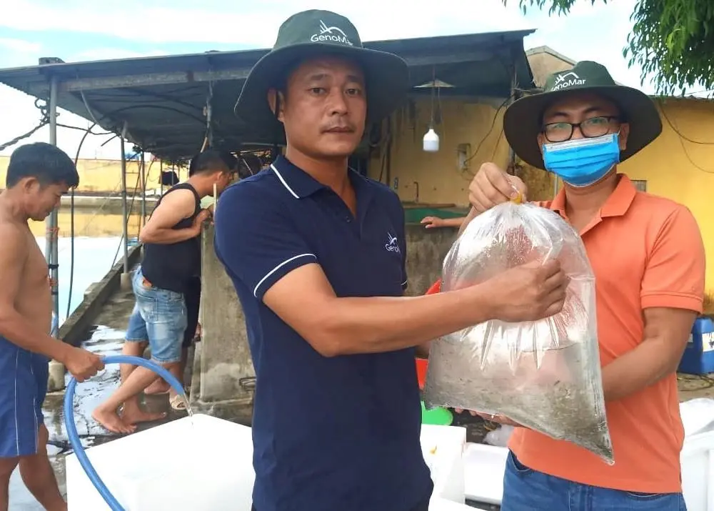The first tilapia fingerlings from the new GenoMar Genetics facility have been delivered to market in Vietnam Photo: GenoMar Genetics