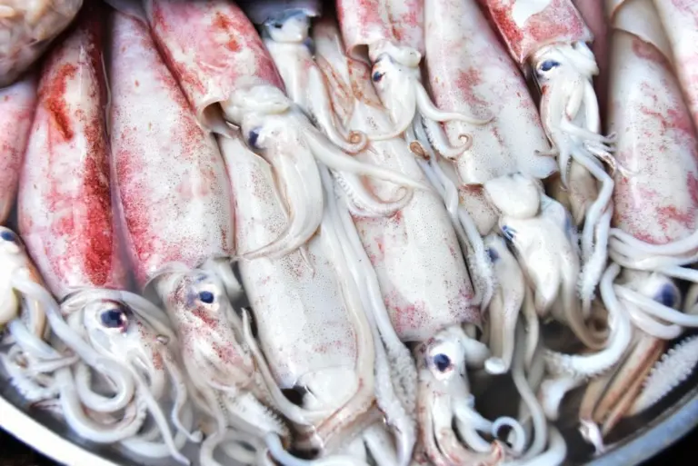 Squid