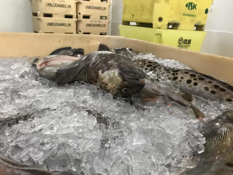 Iceland Fish