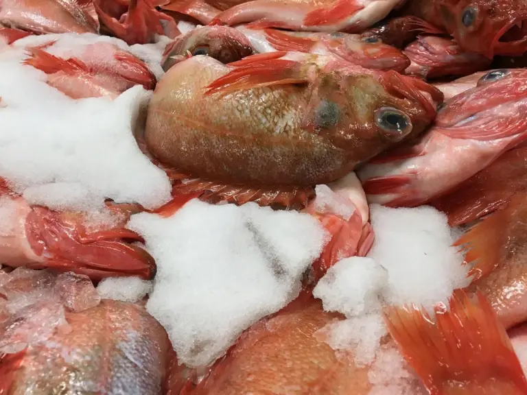 GreenFish