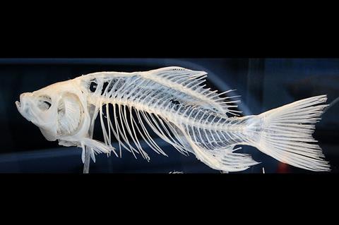 Fish skeleton on display