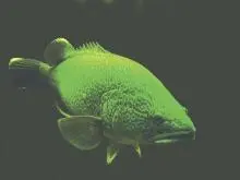 00_61806_F1175748-3775-11DB-BC40-E76CF42D6891