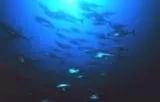 5E24E0B2-8571-11DD-A386-D978F006515F.jpg