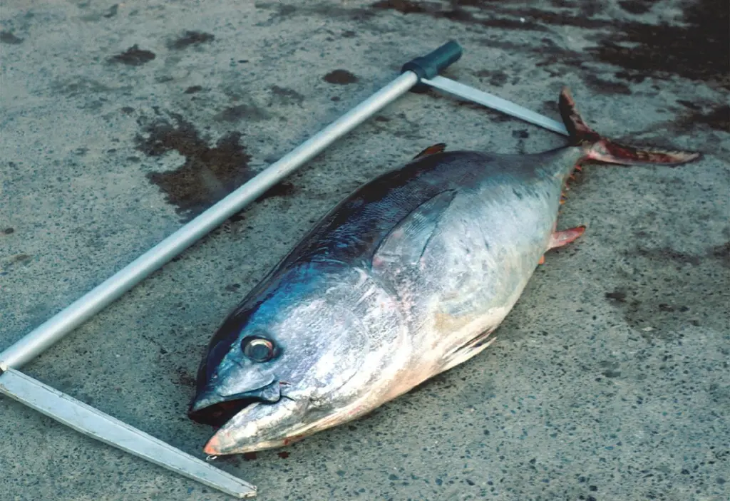 00_62064_fish2093-CREDIT-NOAA