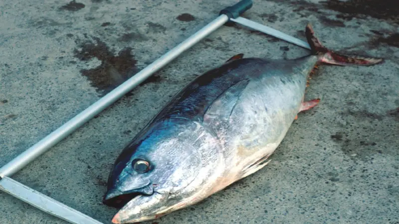 00_62064_fish2093-CREDIT-NOAA