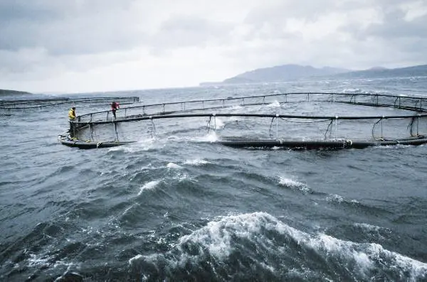 00_62065_irel_pen-credit-marine-harvest