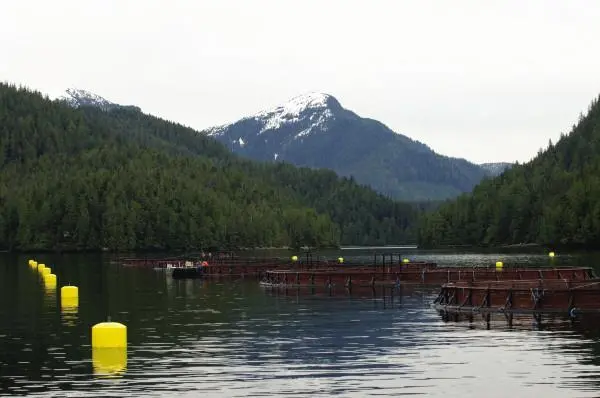 00_62068_MH_A132-canada-credit-marine-harvest