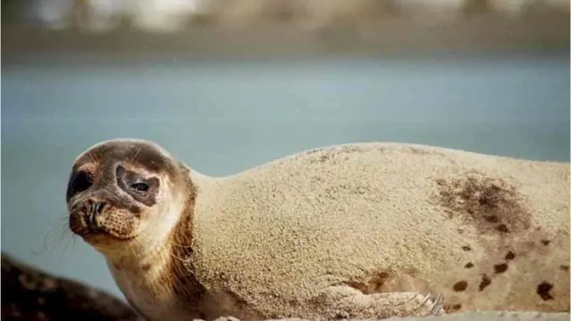 00_62069_L-64190049-credit-irish-seal-sanctuary