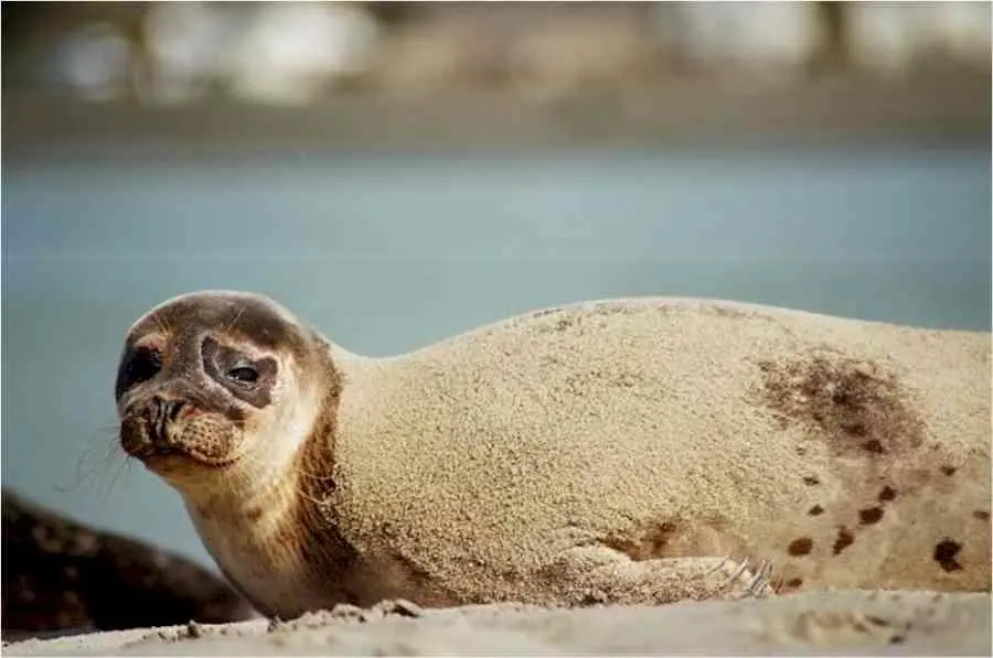 00_62069_L-64190049-credit-irish-seal-sanctuary