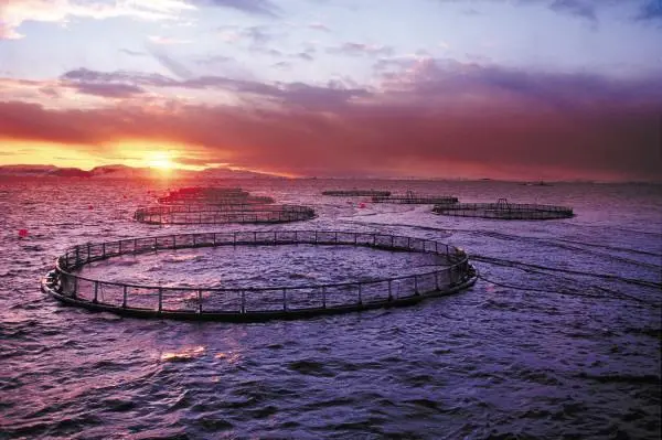 00_60474_Leka_04-credit-Marine-Harvest_Steinar-Johansen