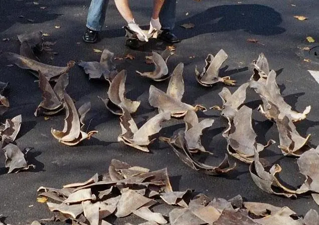 00_62086_Shark_fins-CREDIT-NOAA