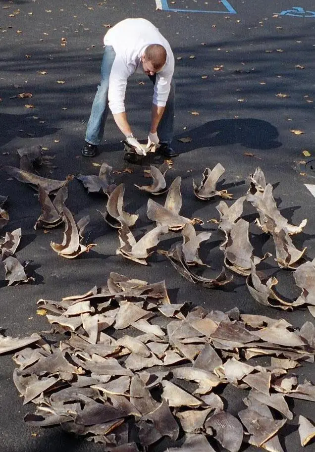 00_62086_Shark_fins-CREDIT-NOAA
