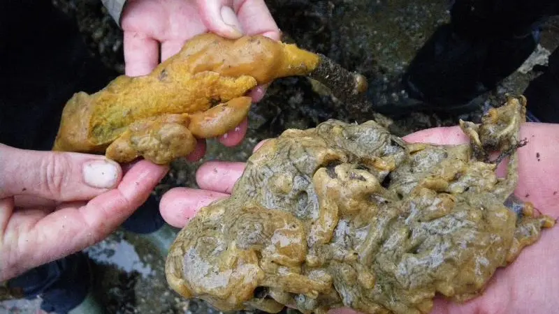 00_62090_Carpet-sea-squirt-1-Largs-credit-Scottish-Association-of-Marine-Science-