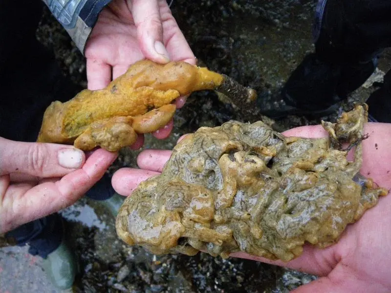 00_62090_Carpet-sea-squirt-1-Largs-credit-Scottish-Association-of-Marine-Science-