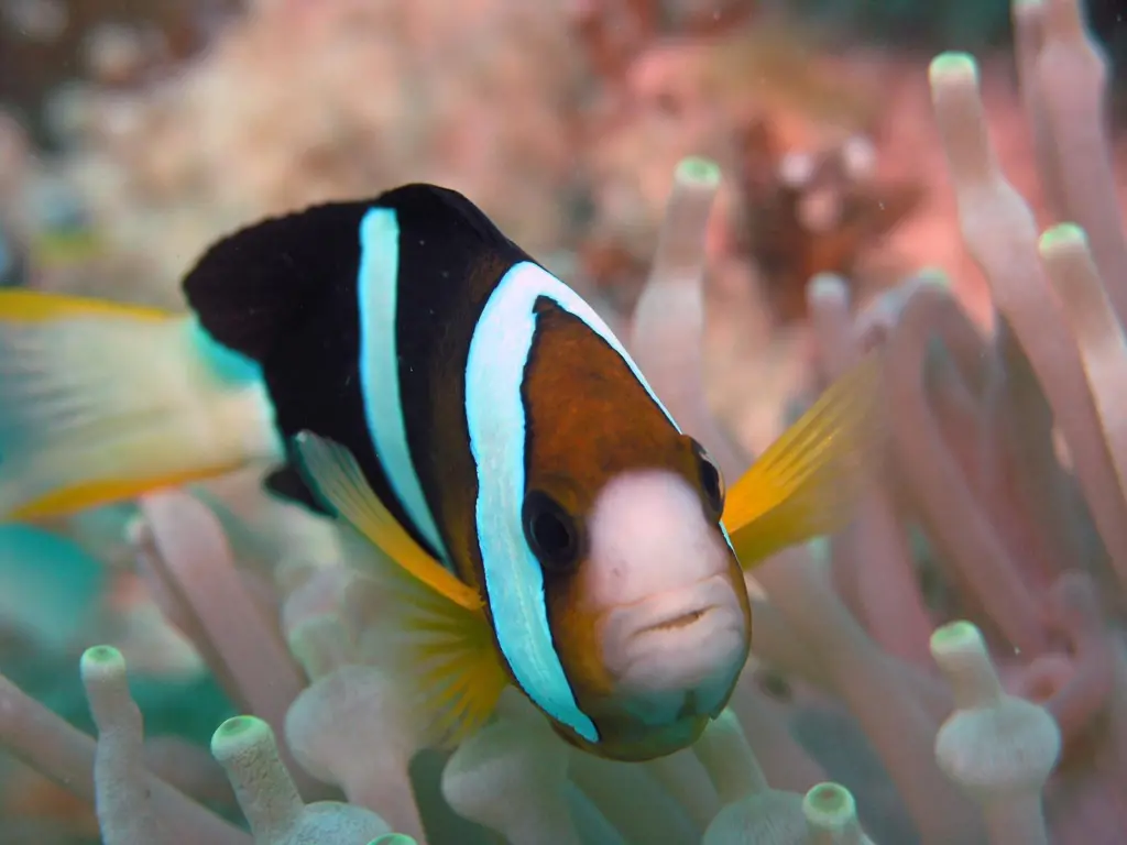00_62095_Amphiprion_clarkii_sipadan