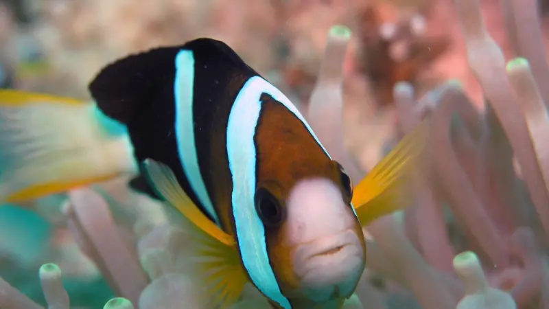 00_62095_Amphiprion_clarkii_sipadan