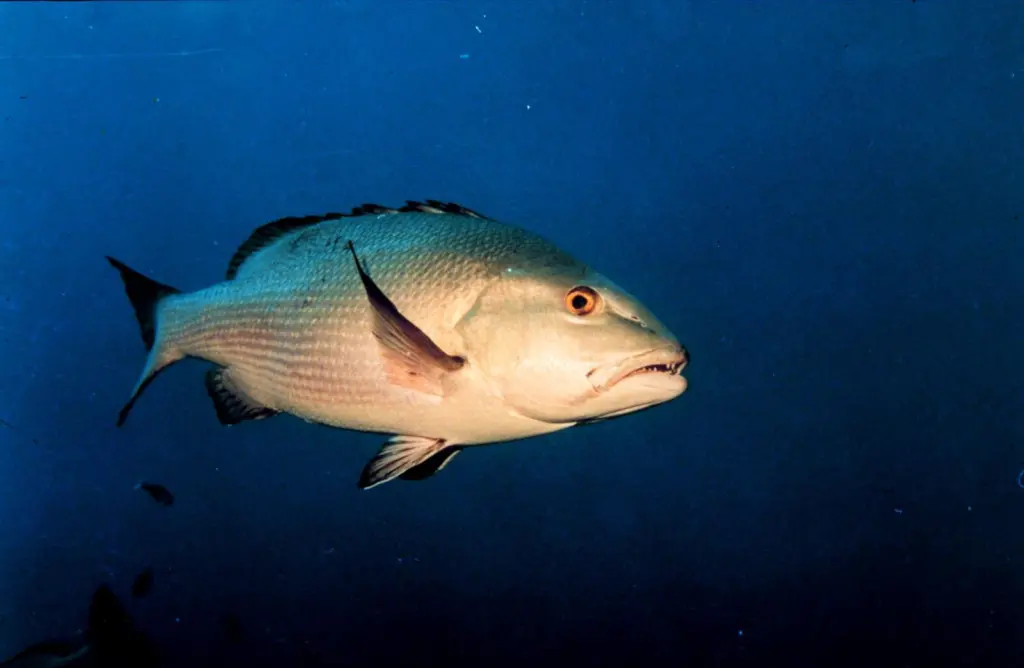 00_62102_red-snapper-credit-noaa