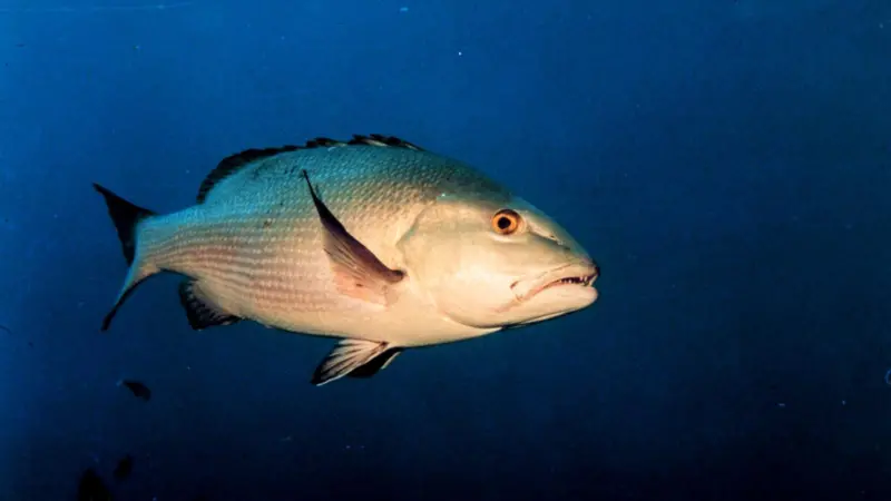 00_62102_red-snapper-credit-noaa