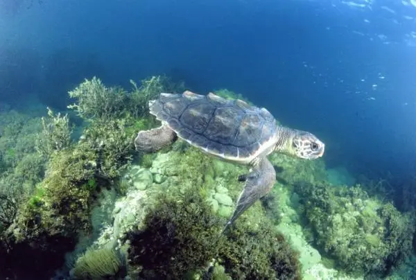 00_62103_loggerhead_marcogiuliano-CREDIT-NOAA