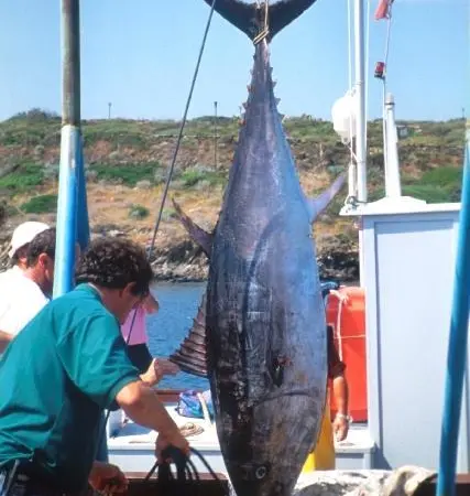 00_62106_bluefin_tuna-NOAA