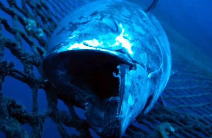 00_62112_bluefin-tuna-credit-Marco-Care_Marine-Photobank