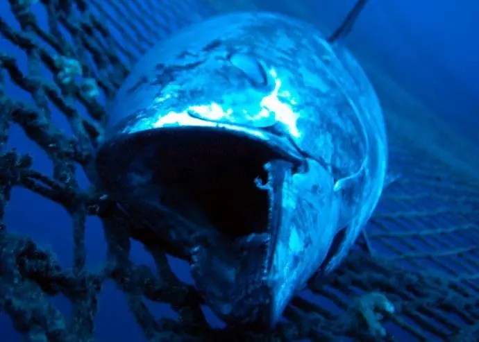 00_62112_bluefin-tuna-credit-Marco-Care_Marine-Photobank