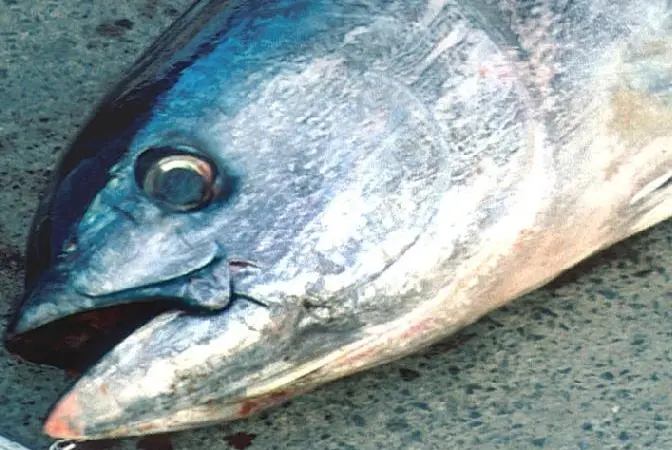 00_62116_fish2093-CREDIT-NOAA