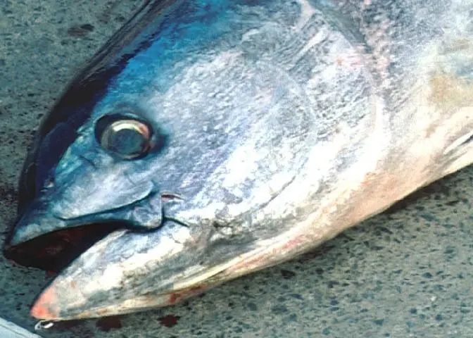00_62116_fish2093-CREDIT-NOAA